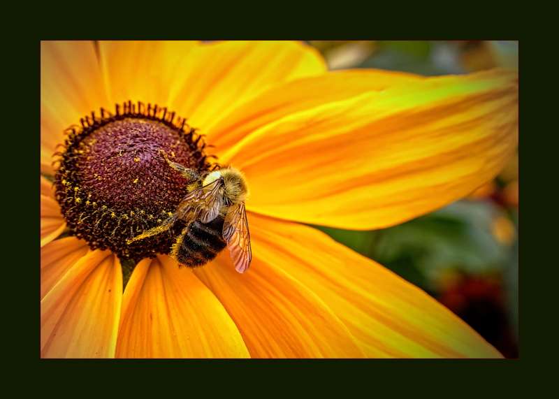 Busy Bee- 02